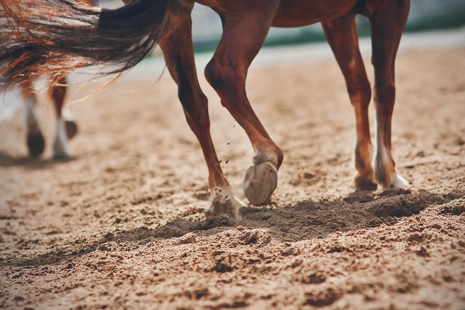 Horse Arena Sand | Sand for Horse & Riding Arenas